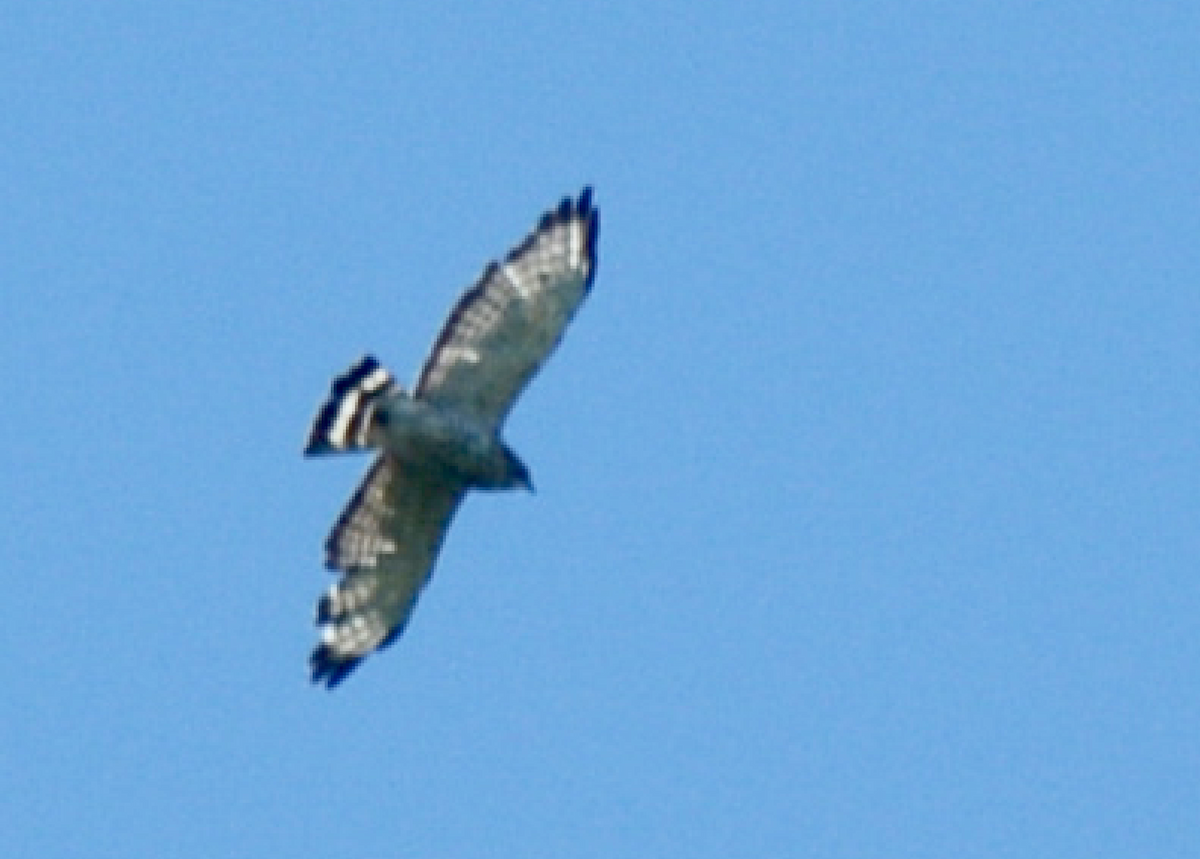 Broad-winged Hawk - ML242156631