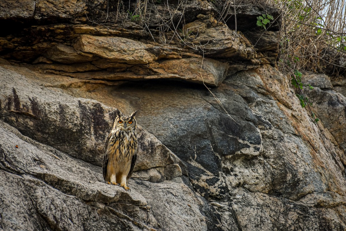 Rock Eagle-Owl - Vivek Sudhakaran