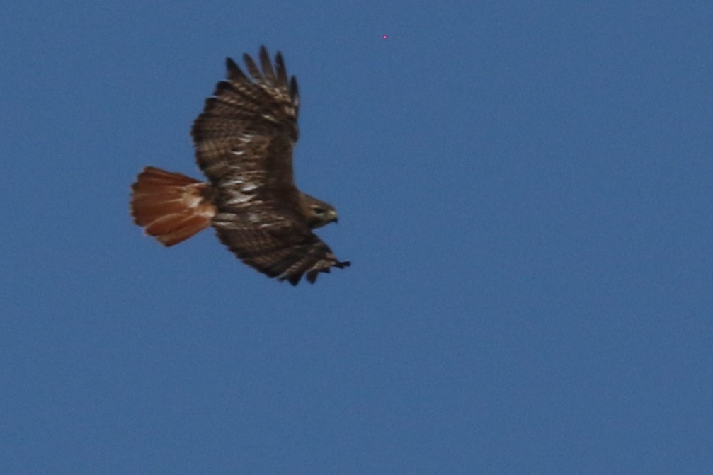 Red-tailed Hawk - ML242161871