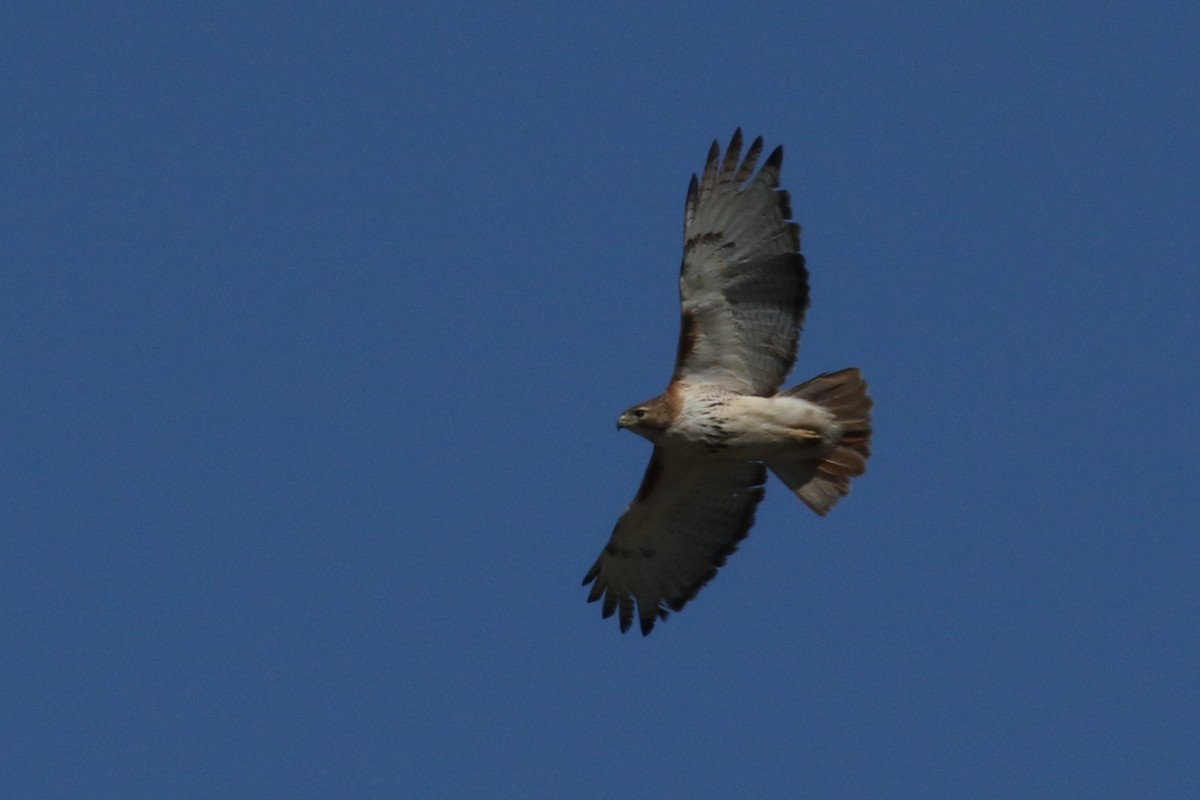 Red-tailed Hawk - ML242162011