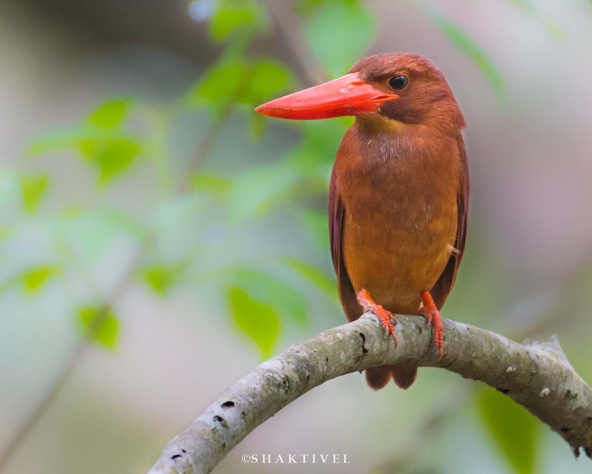 Ruddy Kingfisher - Shakti - Tribesmen.in