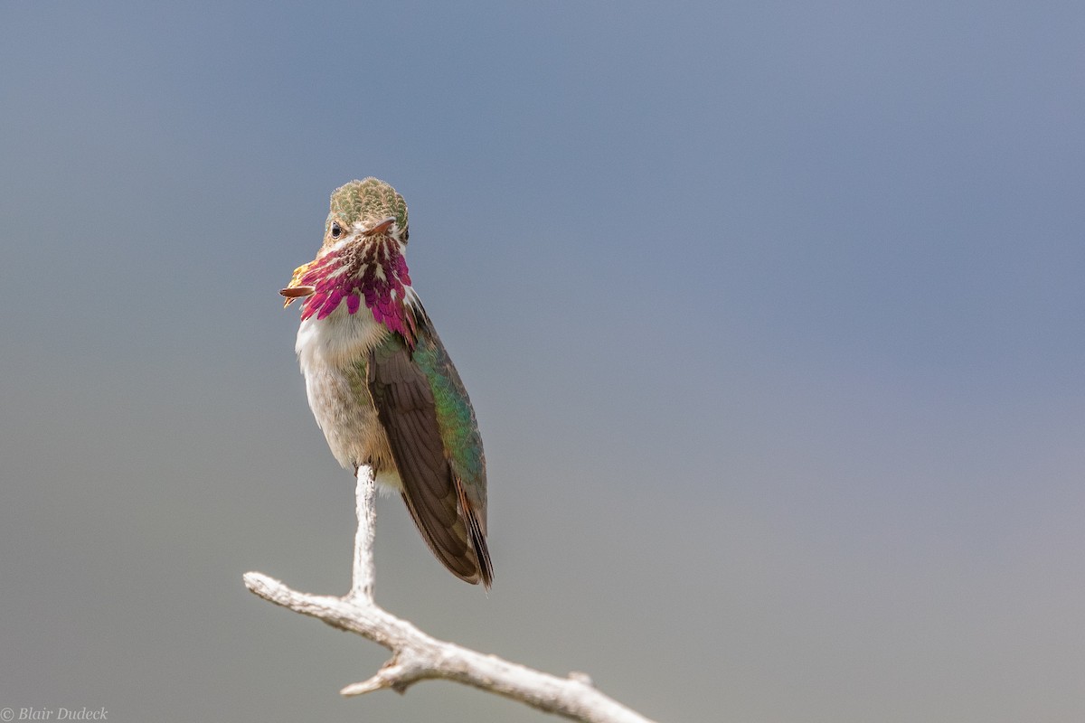 Calliope Hummingbird - ML242163051