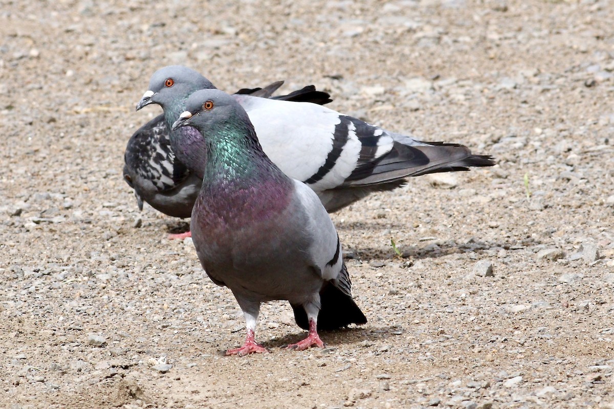 Rock Pigeon (Feral Pigeon) - ML242164771