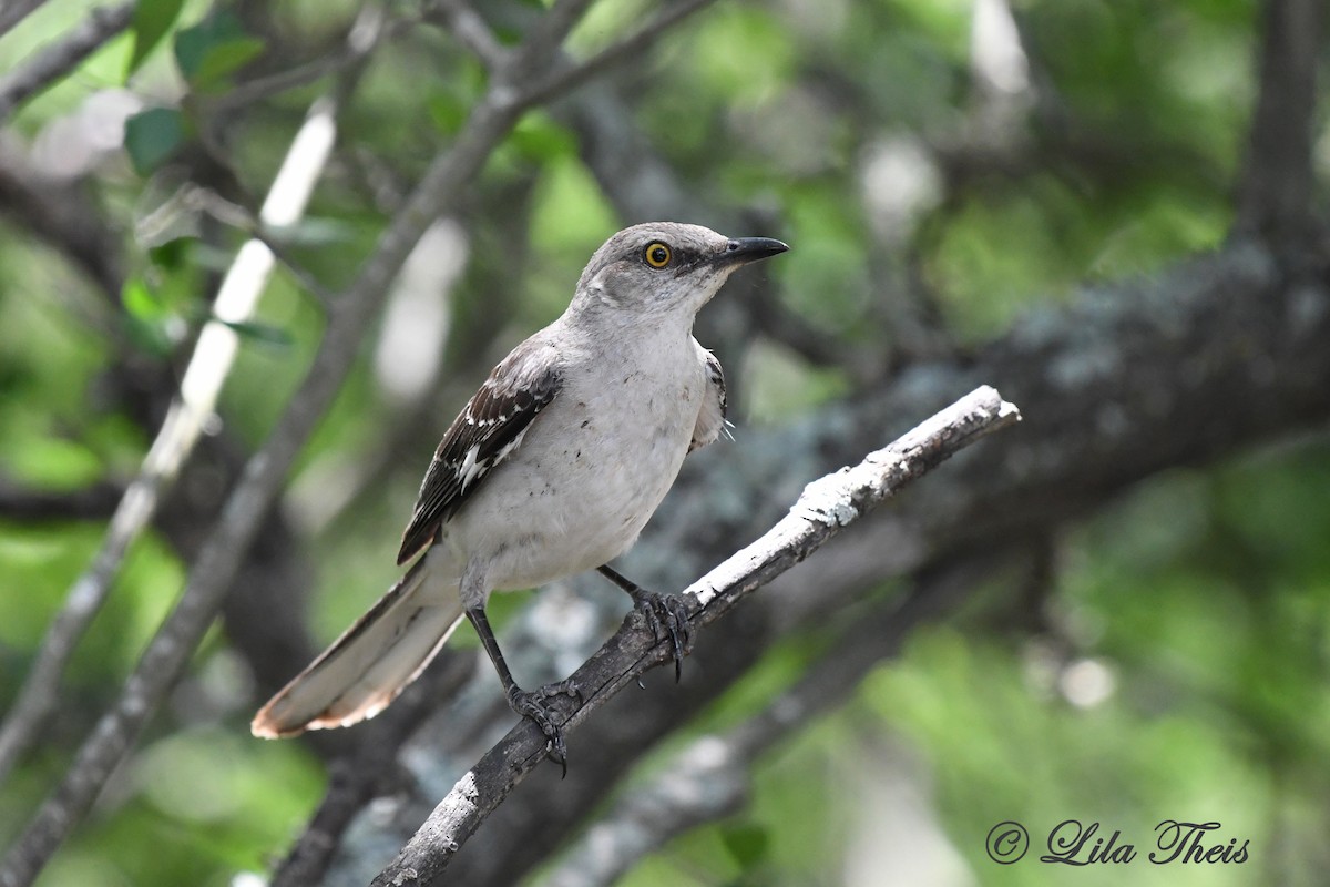 Northern Mockingbird - Lila Theis