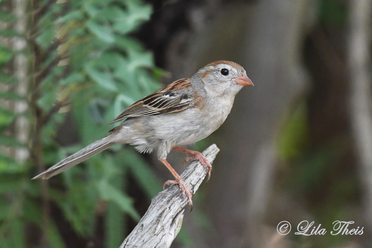 Field Sparrow - ML242167071