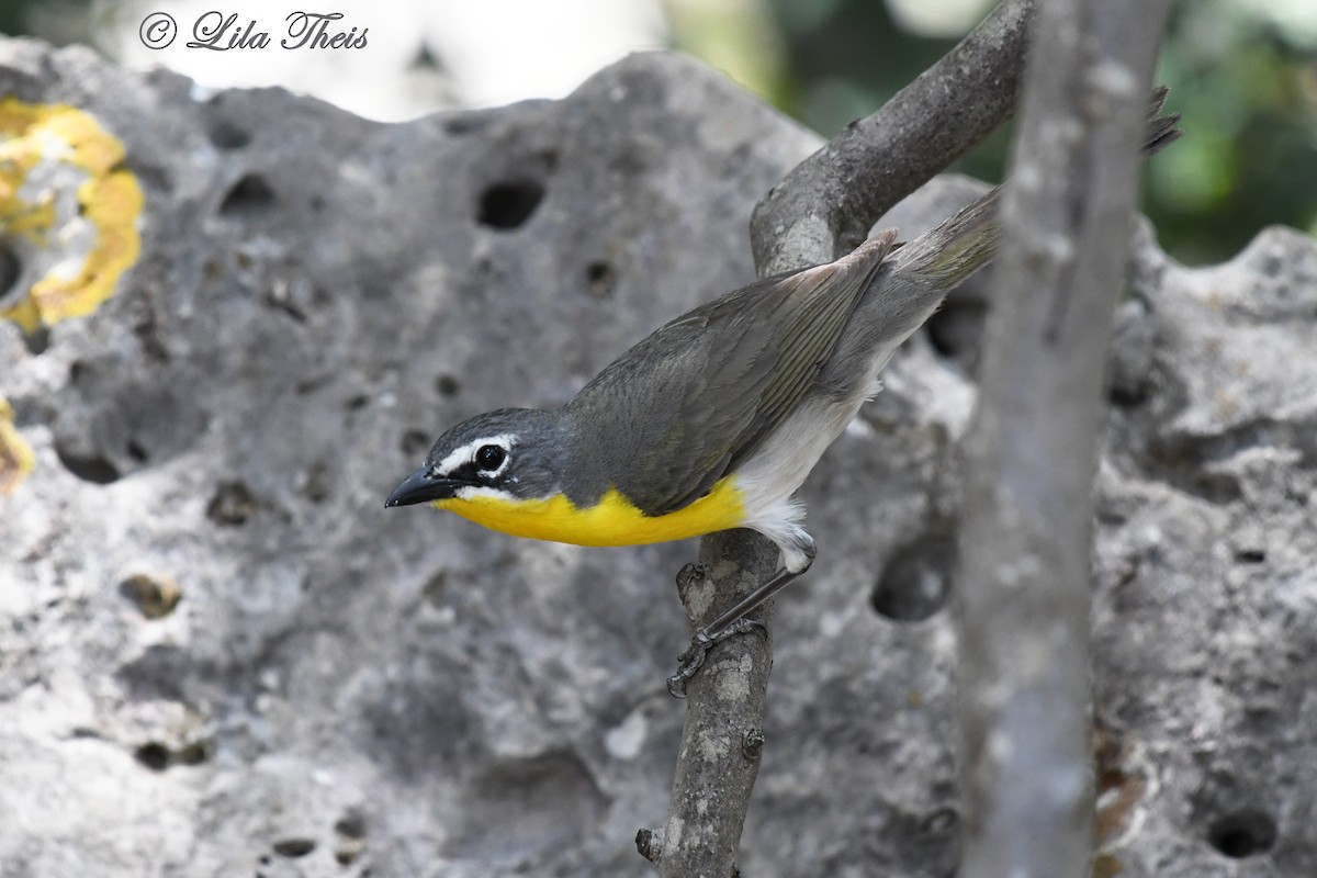 Yellow-breasted Chat - ML242167481