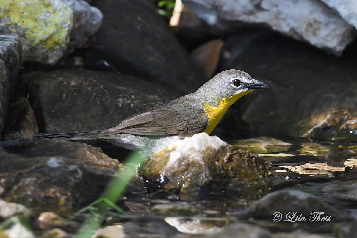 Yellow-breasted Chat - ML242167501