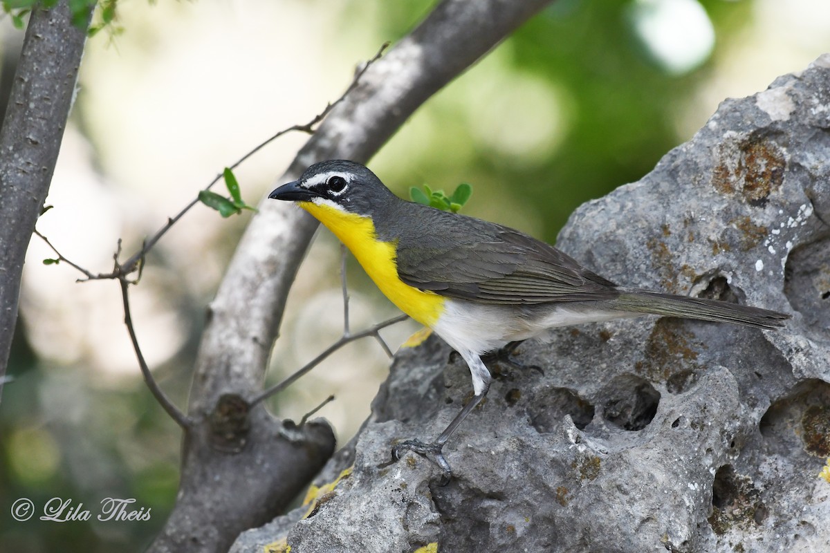 Yellow-breasted Chat - ML242167511