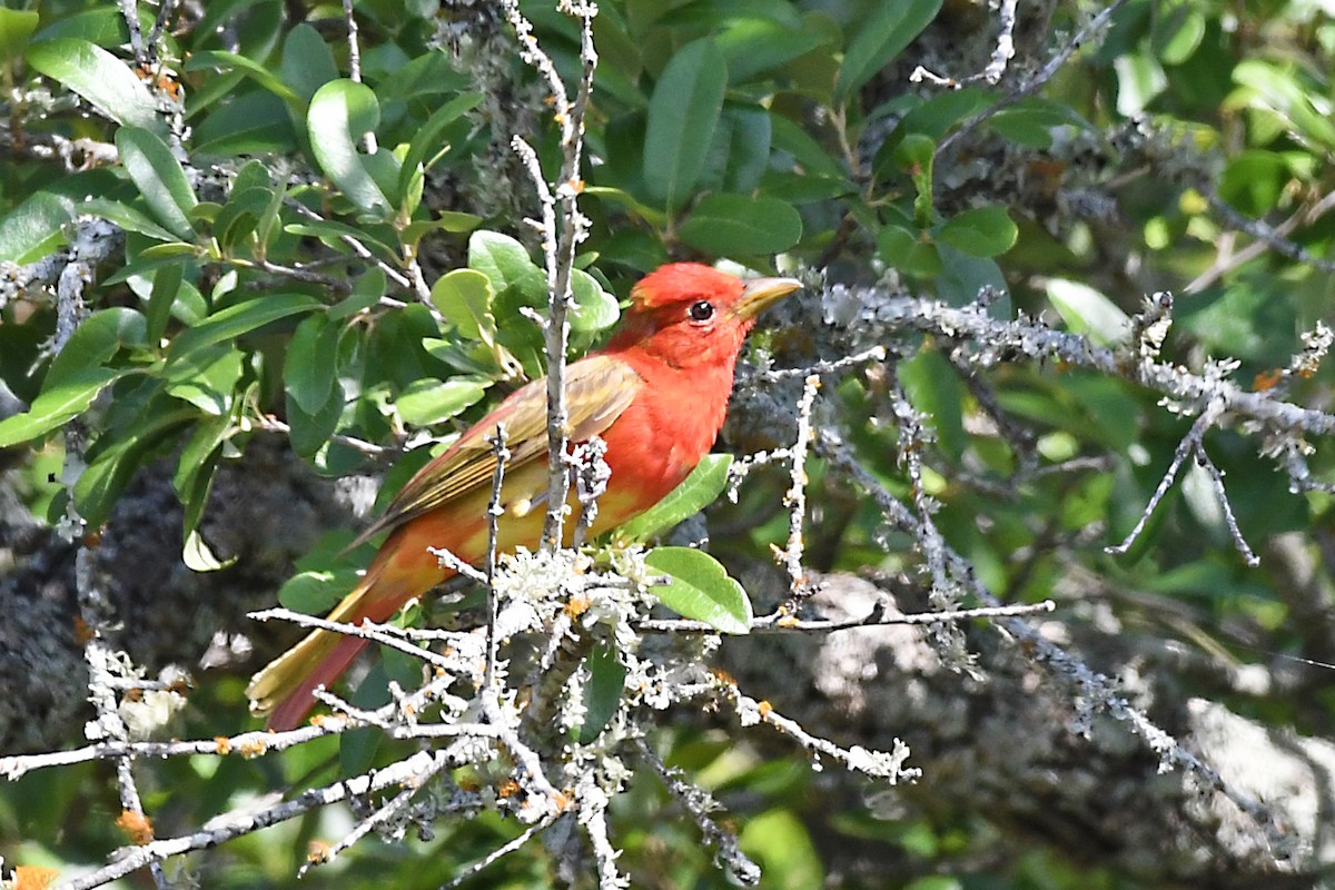 Summer Tanager - Lila Theis