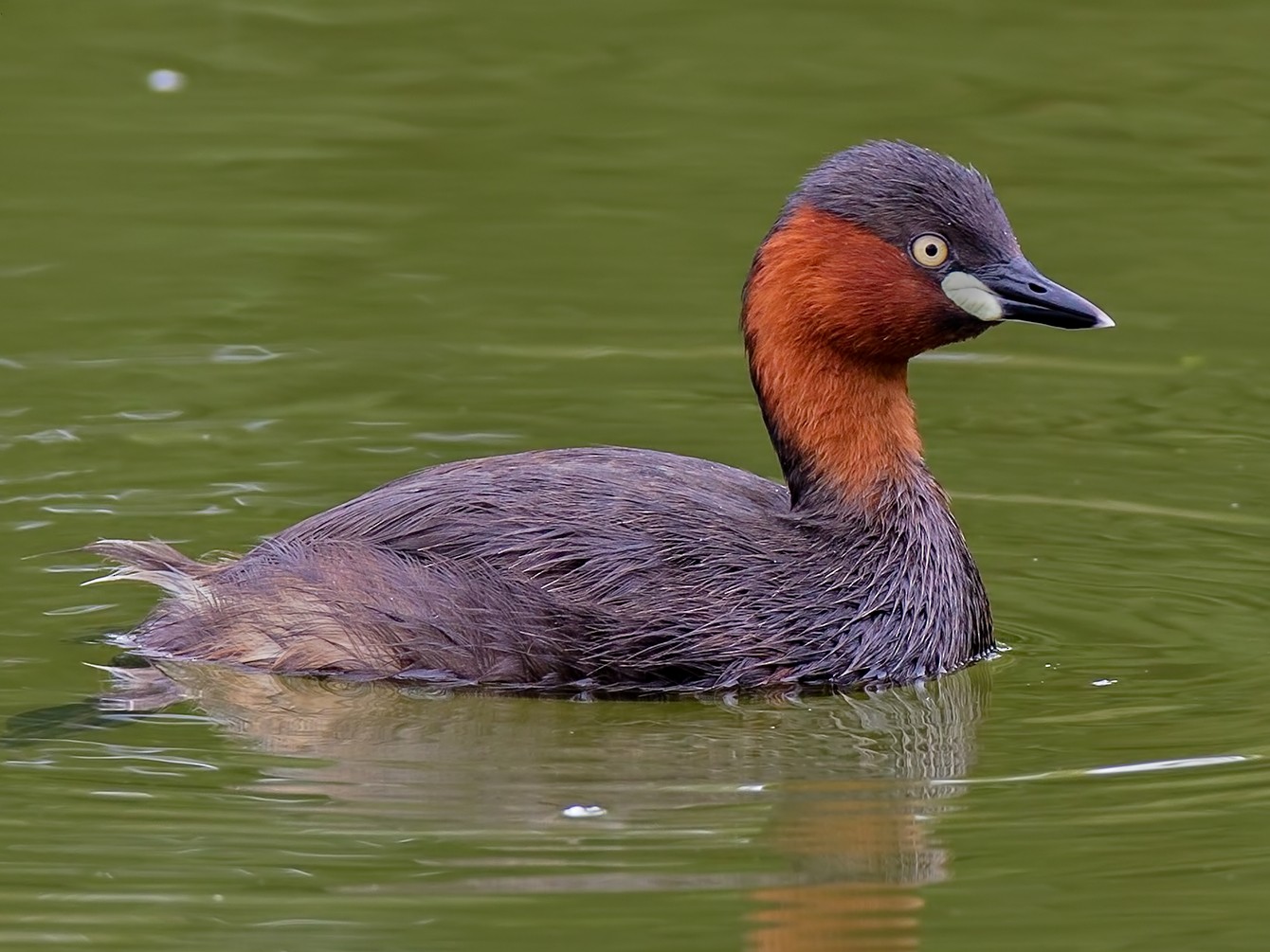 Little Grebe - Zhong Ying Koay