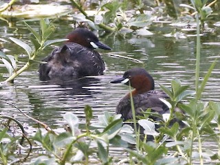  - Little Grebe (Tricolored)