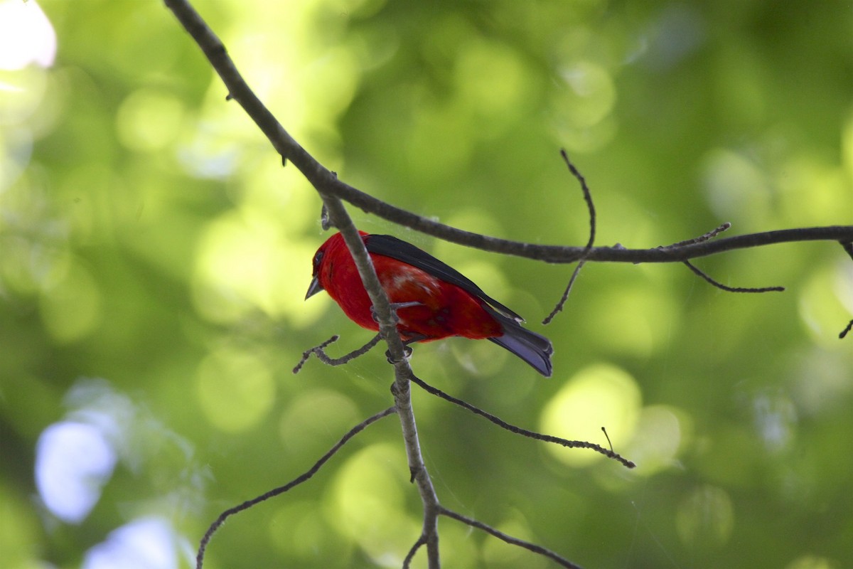 Scarlet Tanager - ML242170831