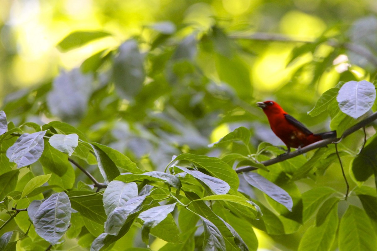 Scarlet Tanager - ML242170841
