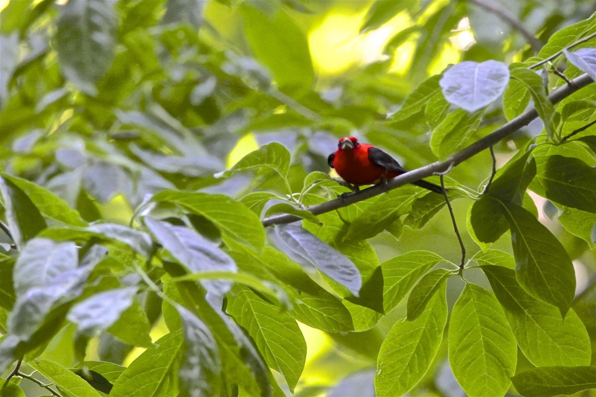 Scarlet Tanager - Vickie Baily