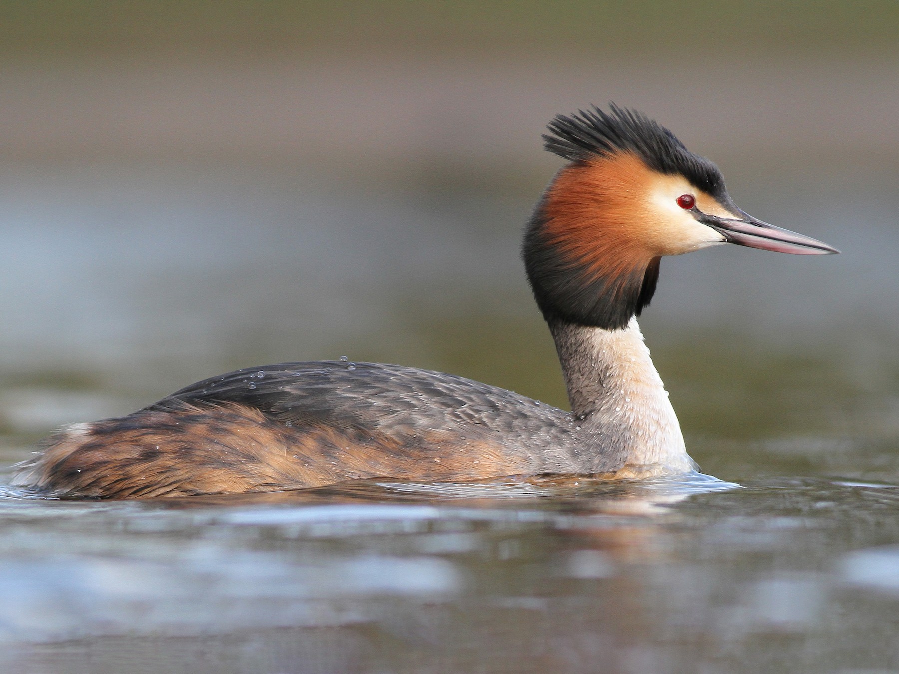 Great Crested Grebe - Elliot Montieth