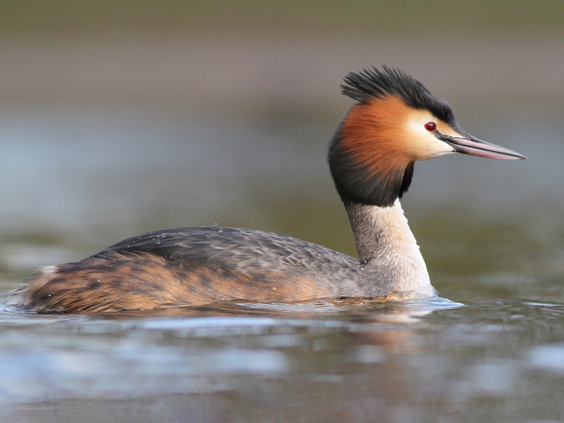 Great Crested Grebe - Pierre Montieth