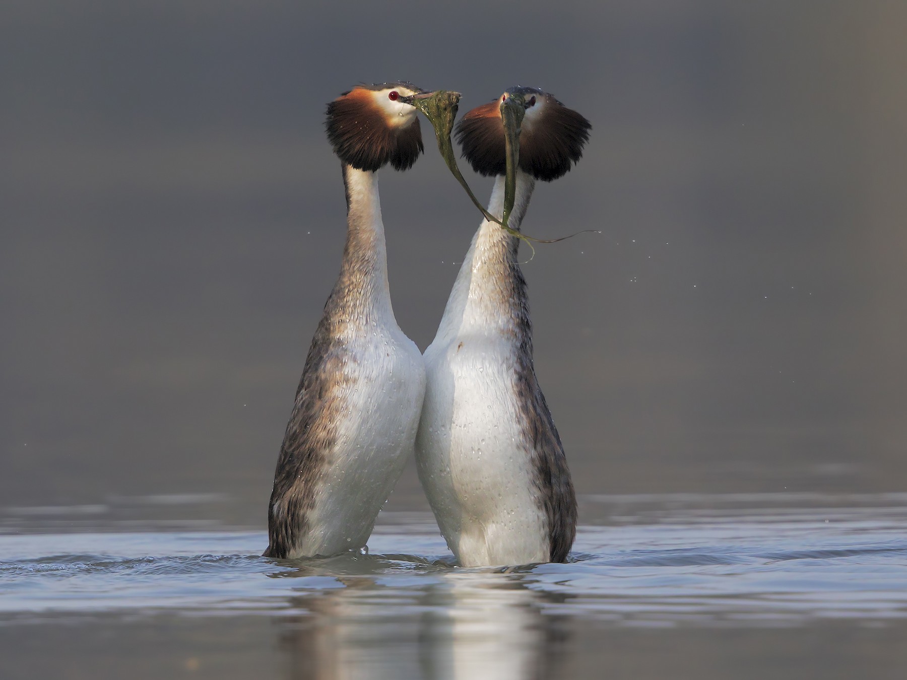 Crested grebes deals