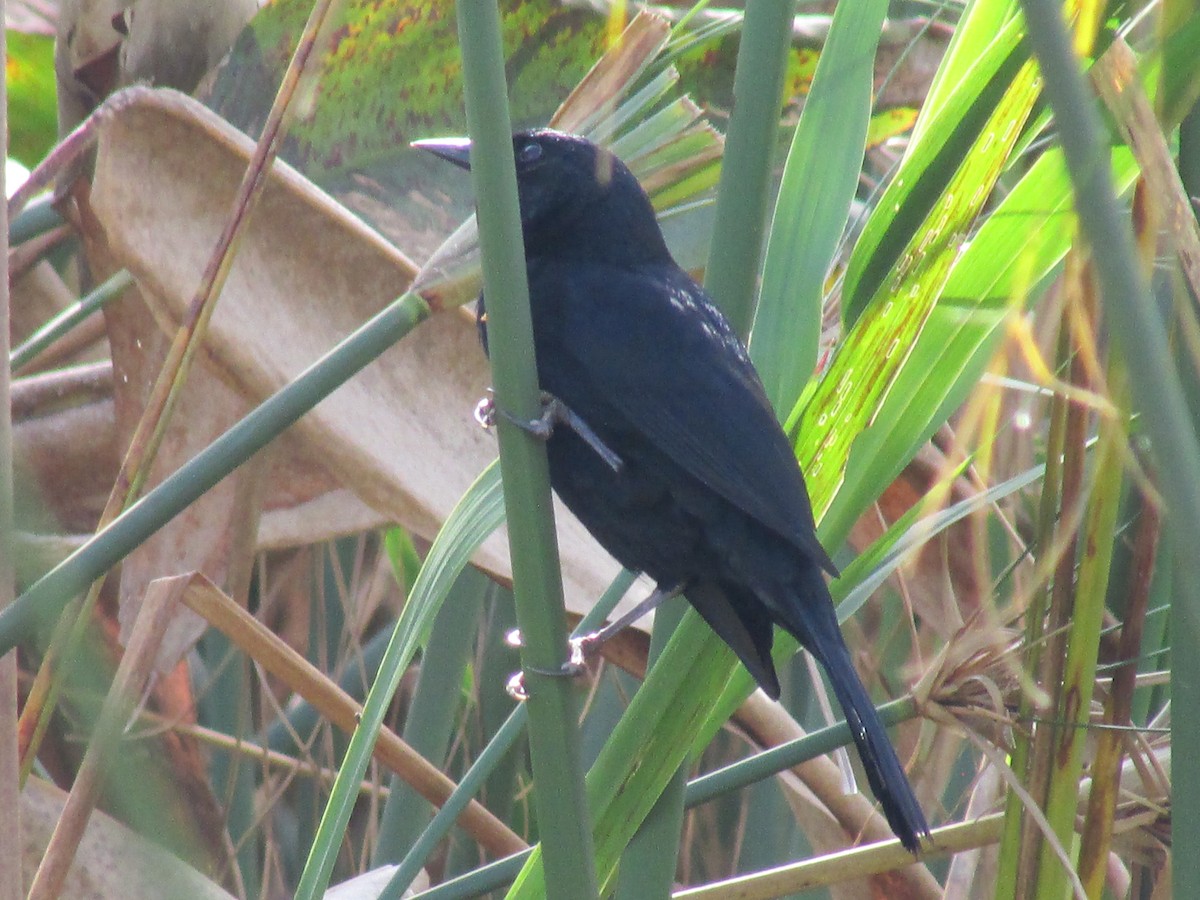 Unicolored Blackbird - ML242171271