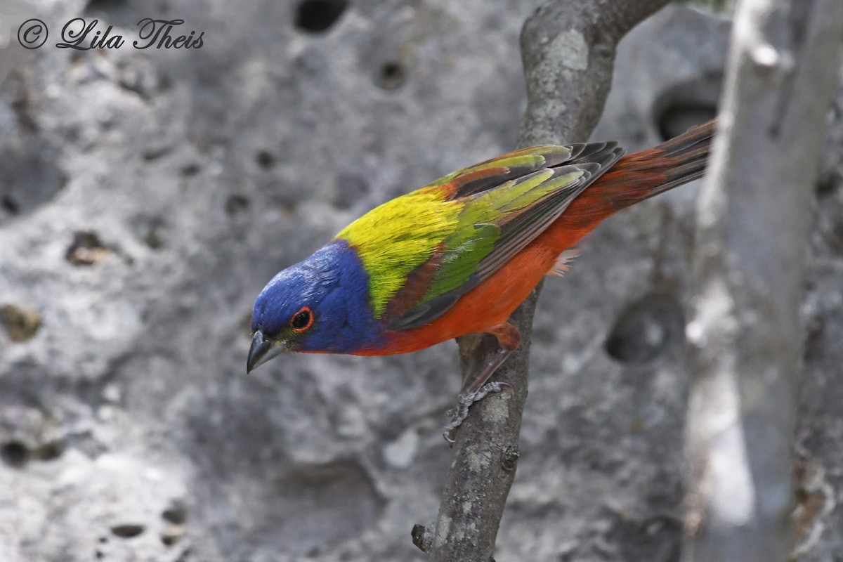 Painted Bunting - Lila Theis