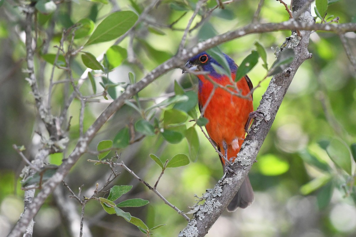 Painted Bunting - ML242171731
