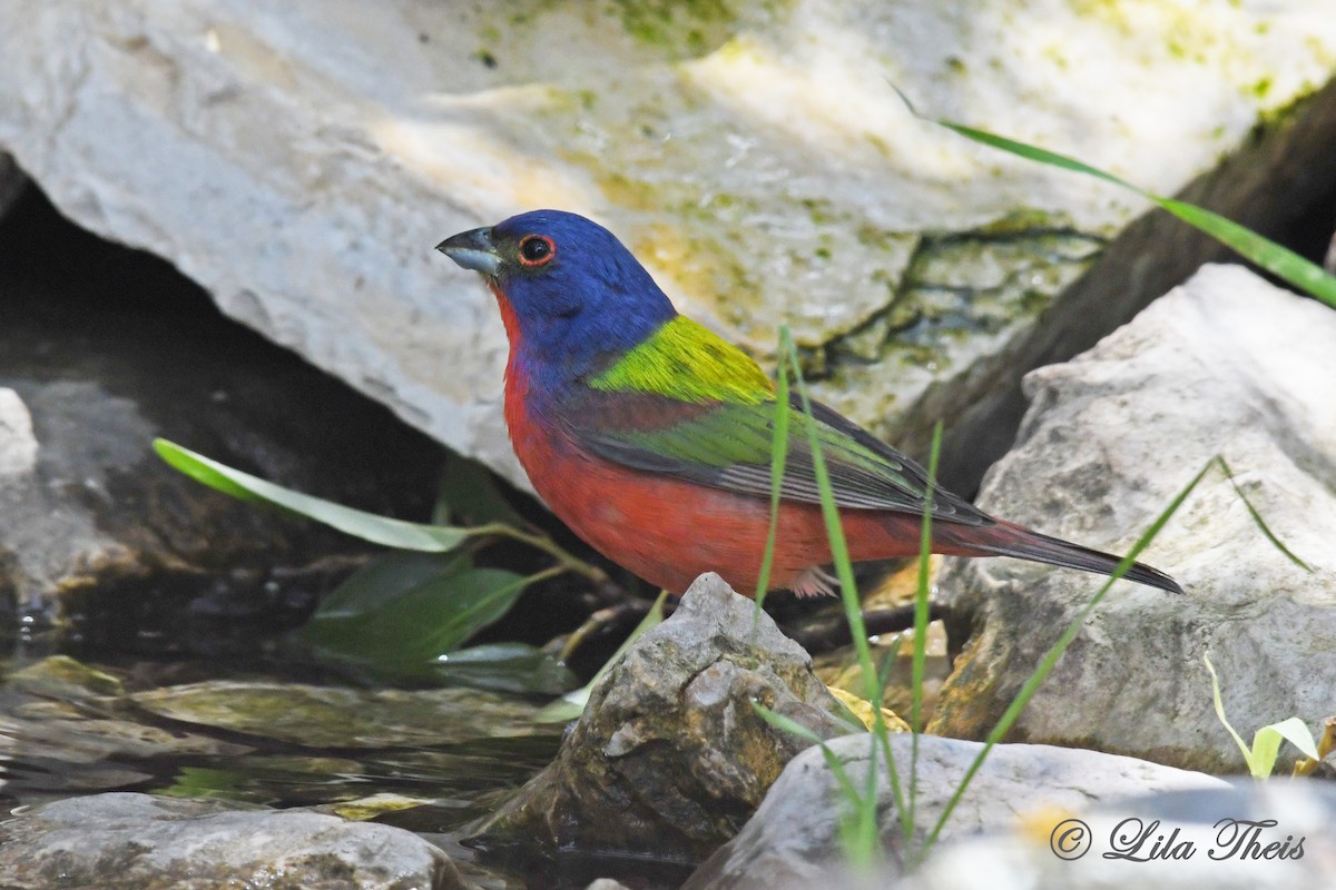Painted Bunting - Lila Theis