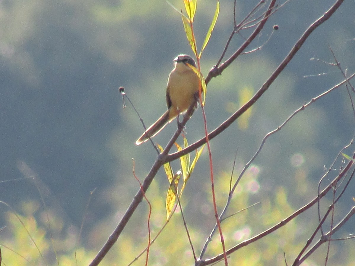 Long-tailed Reed Finch - ML242171831