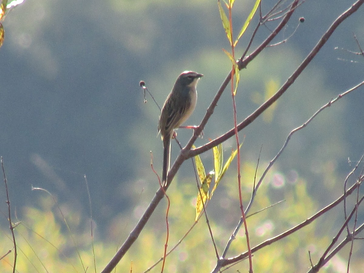 Long-tailed Reed Finch - ML242171841