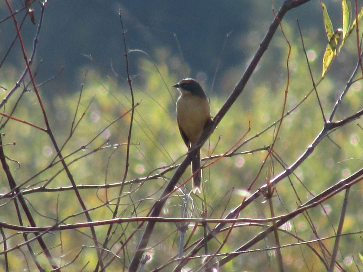 Long-tailed Reed Finch - Ricardo Ortega