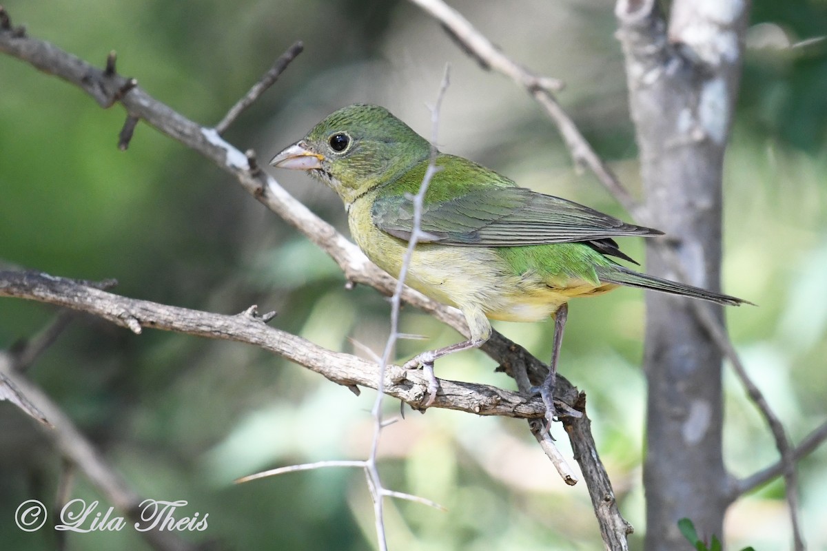 Painted Bunting - ML242171871