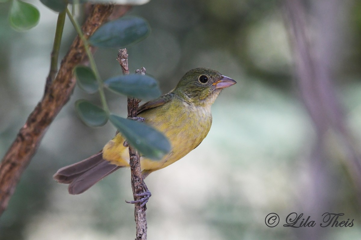 Painted Bunting - ML242171881