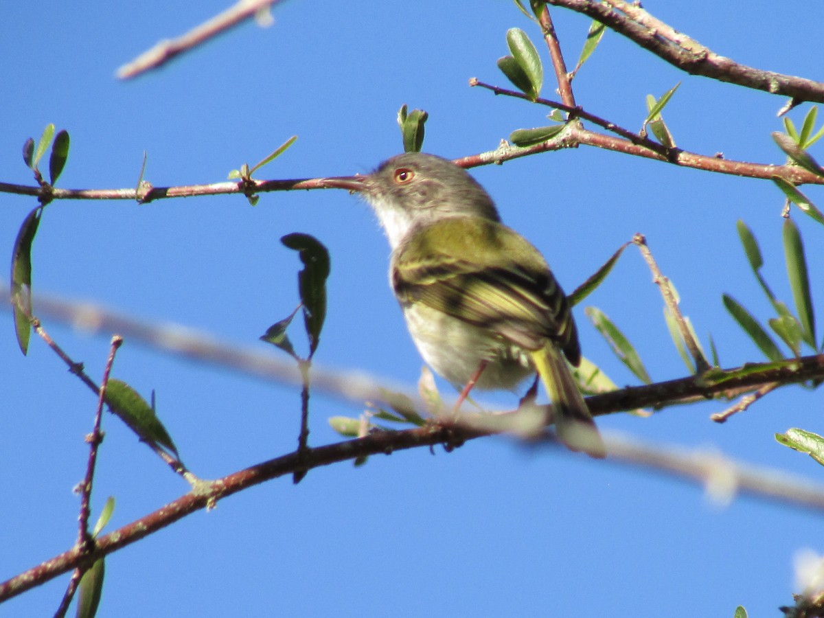 Pearly-vented Tody-Tyrant - ML242172481