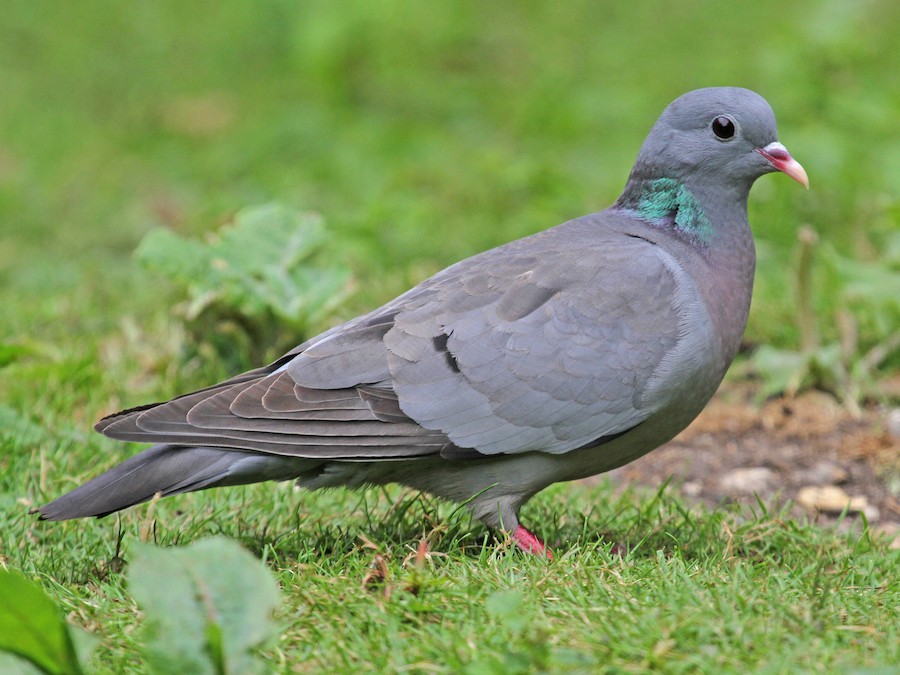 Stock Dove - eBird