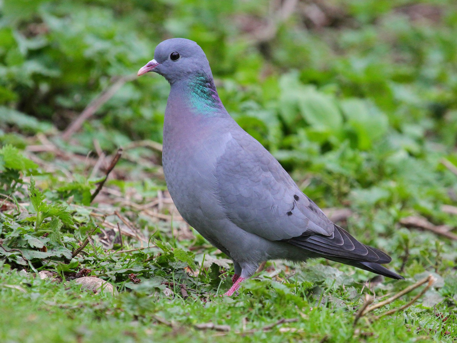 Stock Dove - eBird