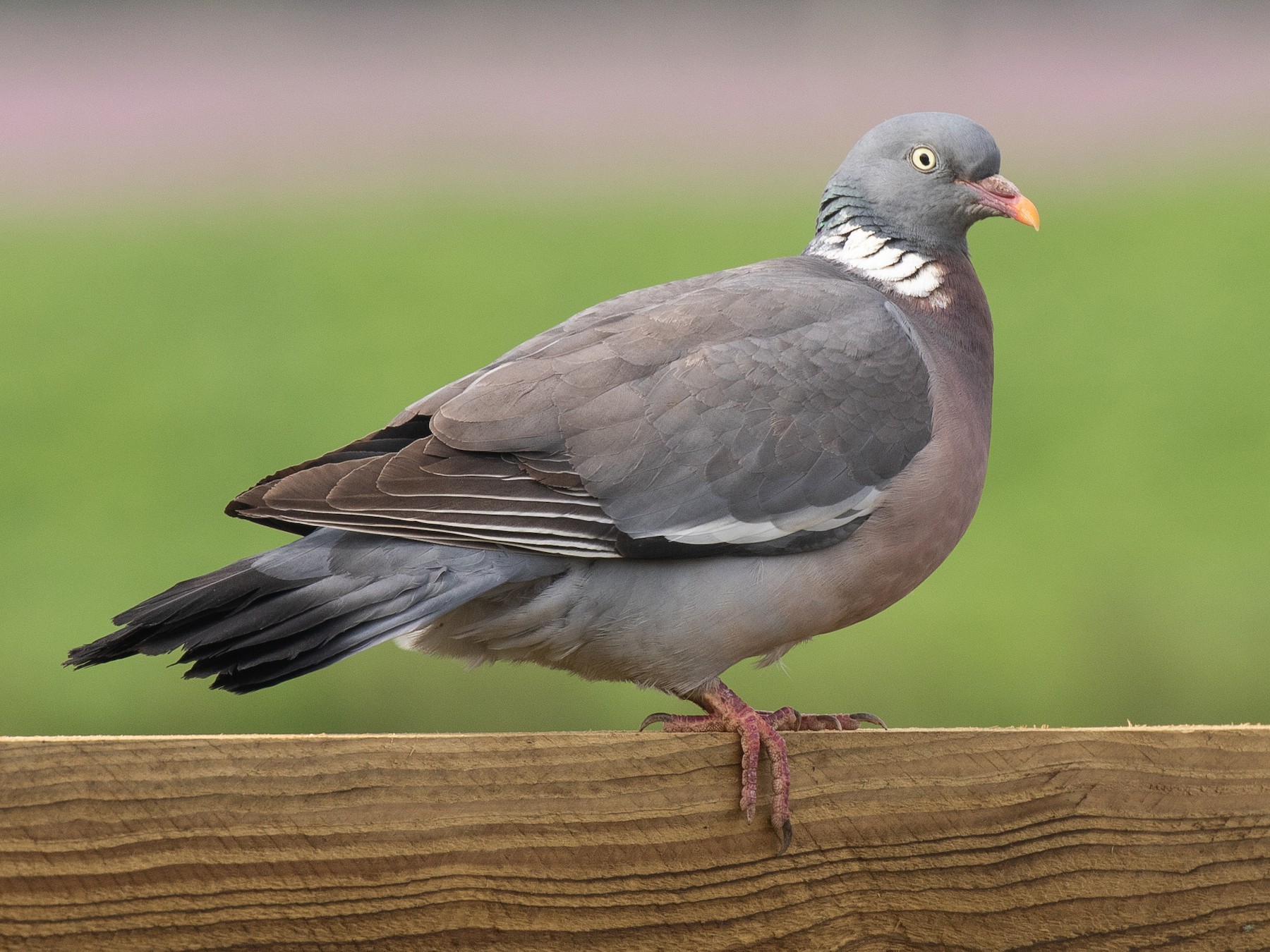 White And Black Pigeons