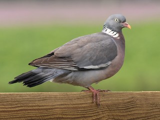 成鳥 (White-necked) - James Kennerley - ML242173971