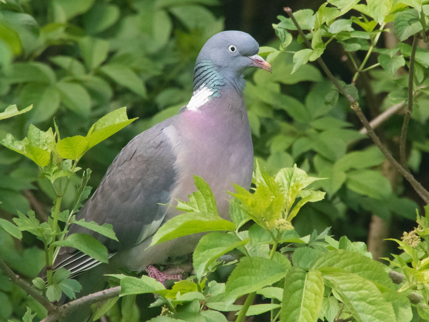 Common Wood-Pigeon - Sue&Gary Milks