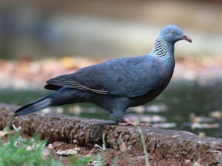  - Trocaz Pigeon