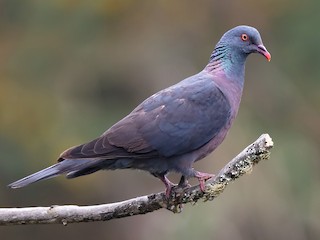  - Bolle's Pigeon
