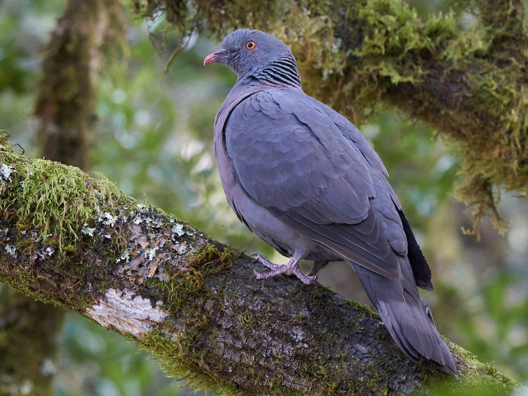 Bolle's Pigeon - Miguel Rouco