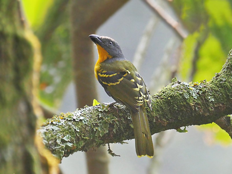 Lagden's Bushshrike - Nik Borrow