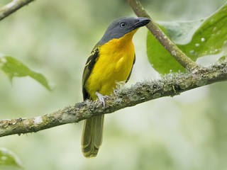  - Lagden's Bushshrike