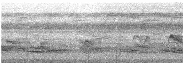 Серогрудый мухолов - ML242181