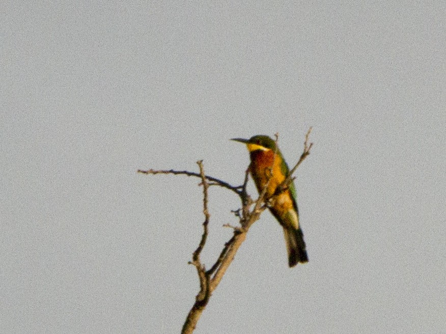 Cinnamon-chested Bee-eater - Phil Stouffer