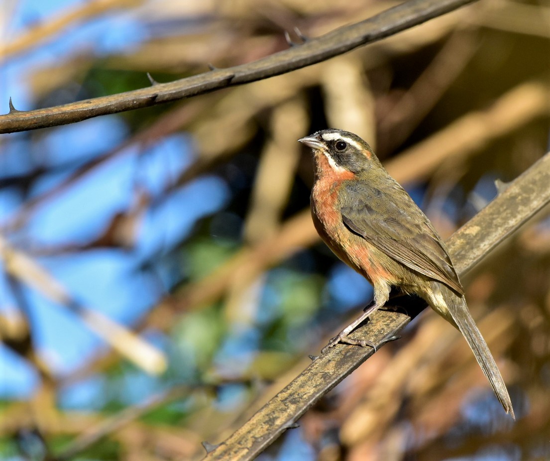 Black-and-rufous Warbling Finch - ML242182841