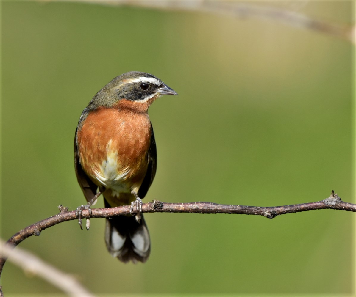 Black-and-rufous Warbling Finch - ML242182851