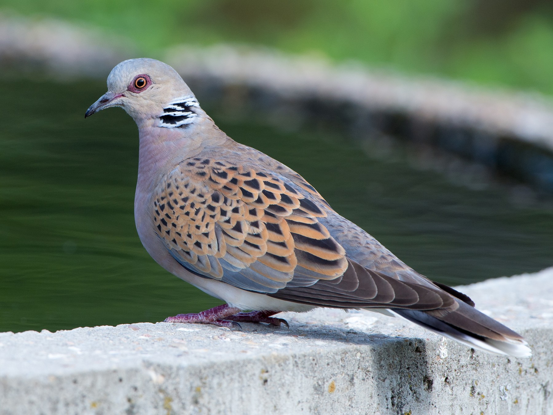 Tortola Bird