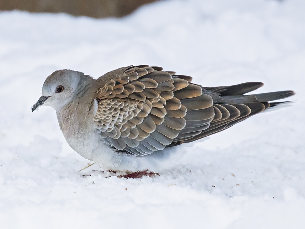 European TurtleDove eBird