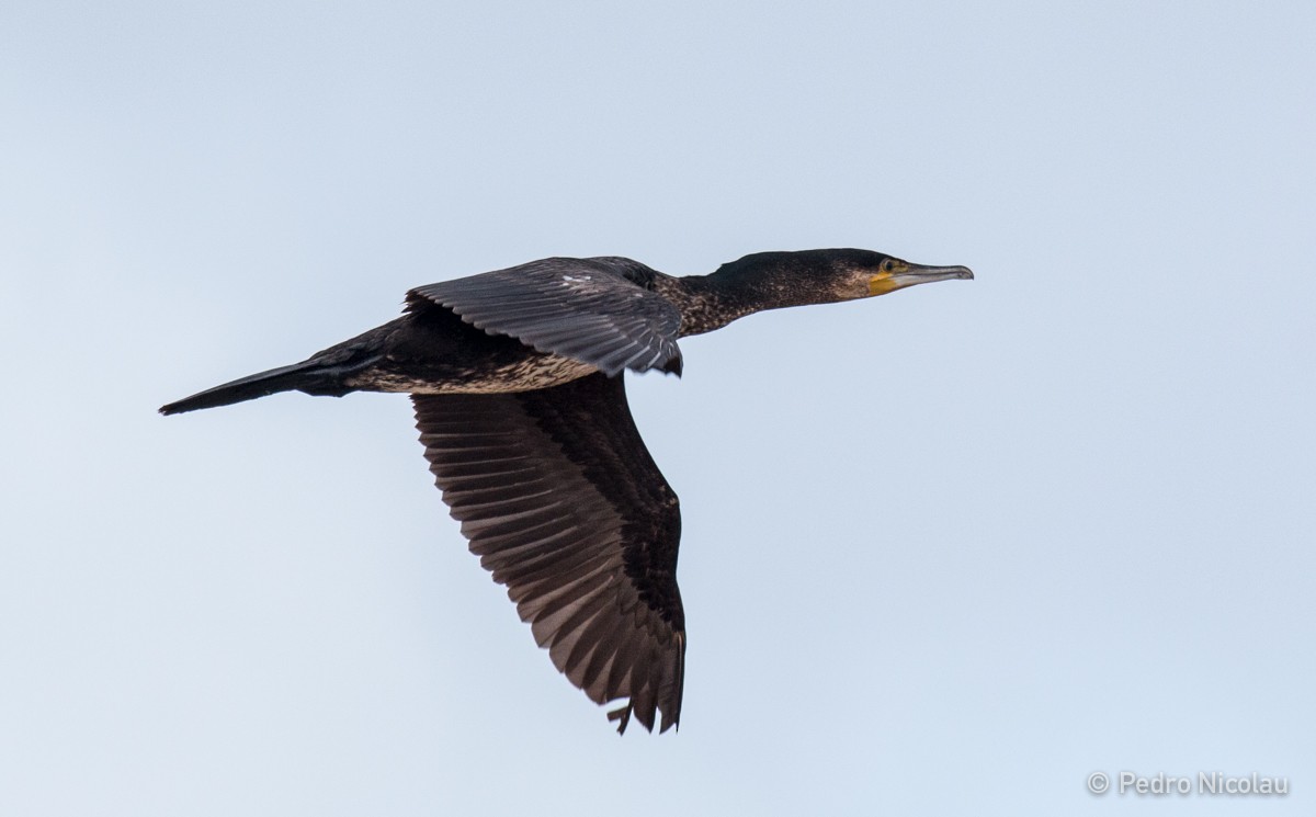 Great Cormorant - Pedro Nicolau