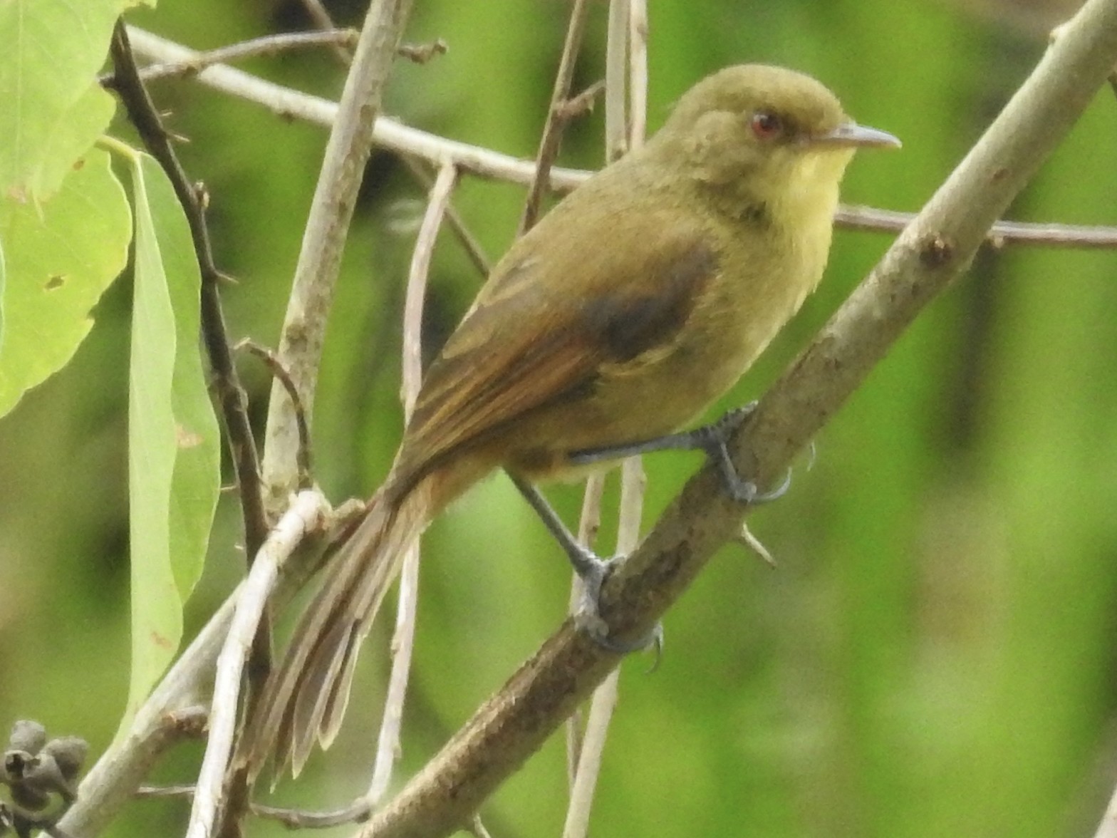 Papyrus YellowWarbler eBird