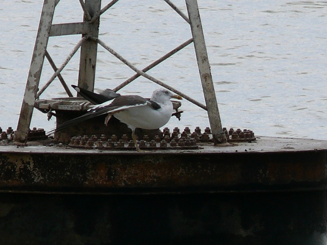 Lesser Black-backed Gull (Heuglin's) - Michael Pohler